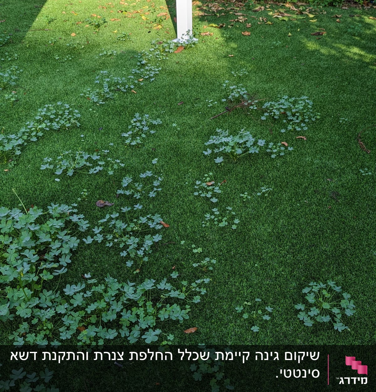 עשבים ירוקים על דשא מלאכותי בגינה